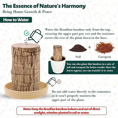 🍀 BUY 1 GET 1 FREE 🍀 Brazilian Lucky Wood