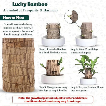 🍀 BUY 1 GET 1 FREE 🍀 Brazilian Lucky Wood