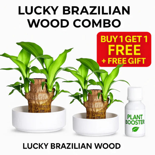 🍀 BUY 1 GET 1 FREE 🍀 Brazilian Lucky Wood
