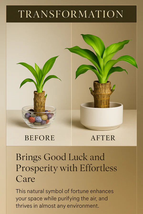 🍀 BUY 1 GET 1 FREE 🍀 Brazilian Lucky Wood